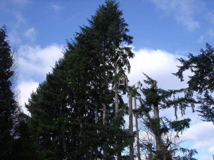 Travaux d'élagage d'arbre Limoges