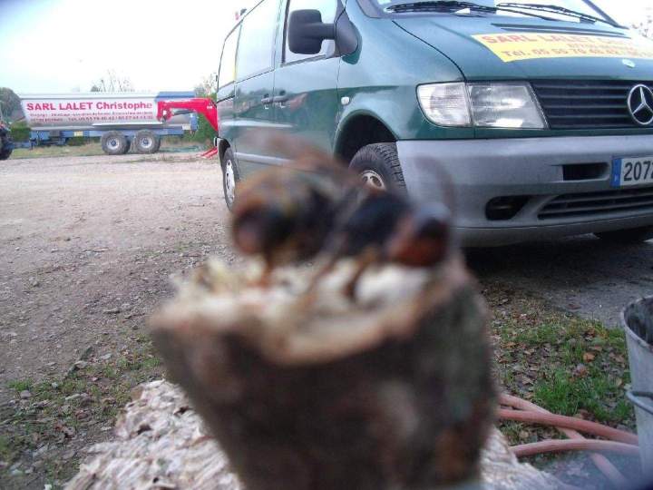 Élimination de nids de frelon Limoges