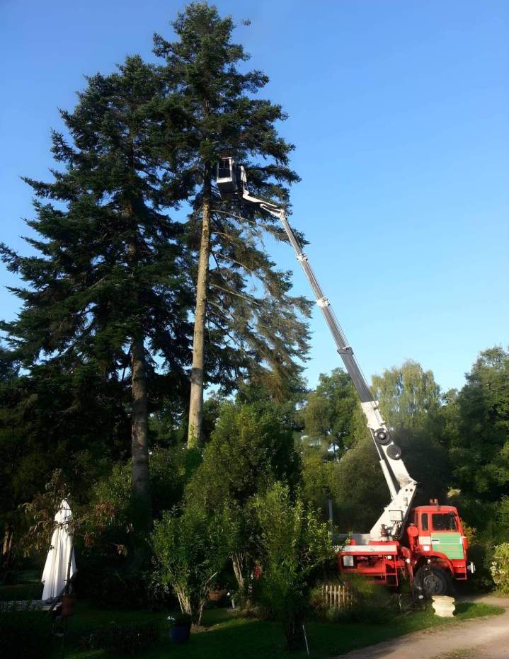 Professionnel élagage Limoges