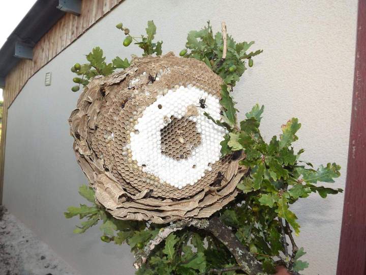 Travaux d'élagage d'arbre Limoges