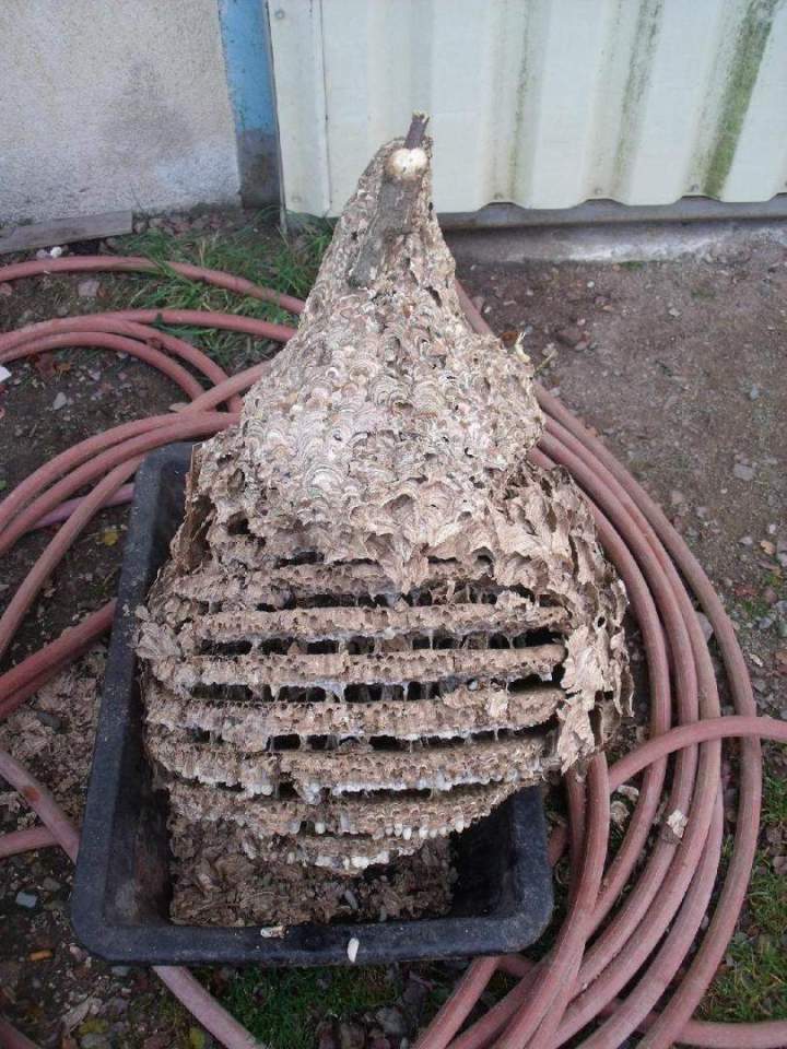 Destruction de nid de guêpes Limoges