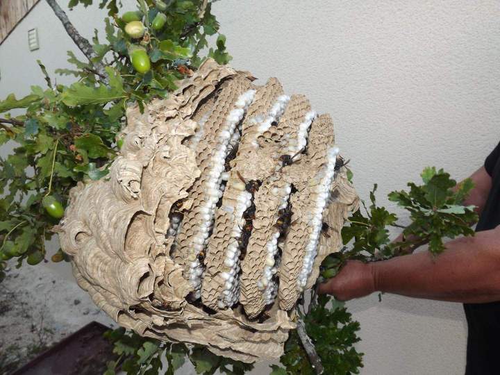 Nid de guêpes Limoges